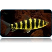 Лепорин Полосатый