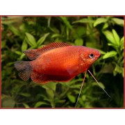 Красная лябиоза - Colisa labiosa