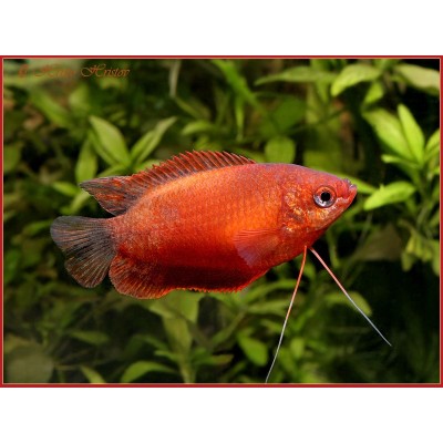 Красная лябиоза - Colisa labiosa Красная лябиоза - Colisa labiosa