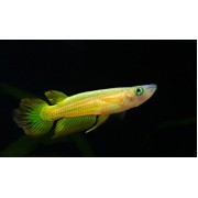 Щучка Линеатус (Авариумная рыба)