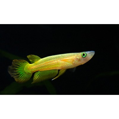 Щучка Линеатус (Авариумная рыба) Щучка Линеатус (Авариумная рыба)