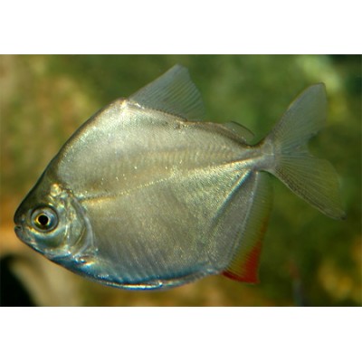 Метиннис Метиннис