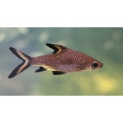 Фон 60/150 Лагуна/Мистика