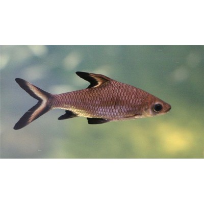 Фон 60/150 Лагуна/Мистика Фон 60/150 Лагуна/Мистика