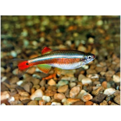 Кардинал Кардинал