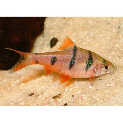 JBL "Spirulina Premium" 5.5 л (хлопья со спирулиной) JBL "Spirulina Premium" 5.5 л (хлопья со спирулиной)