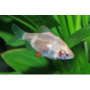 Фон 45/150 Река/Море