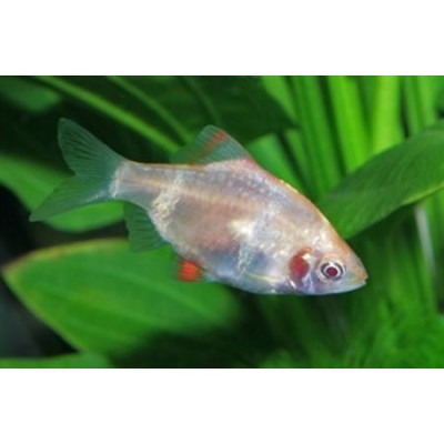 Фон 45/150 Река/Море Фон 45/150 Река/Море