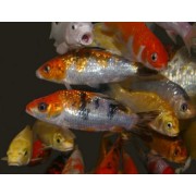 Карп- кои (Cyprinus carpio var.)