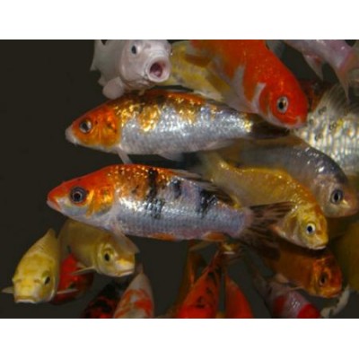 Карп- кои (Cyprinus carpio var.) Карп- кои (Cyprinus carpio var.)