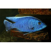 Хаплохромис Джексона