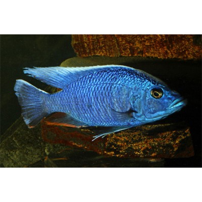 Хаплохромис Джексона Хаплохромис Джексона