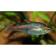 Эритрозонус (аквариумная рыба)