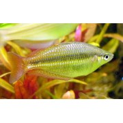 Радужница M (аквариумная рыба)