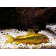 Коридорас Золотистый (аквариумная рыба)