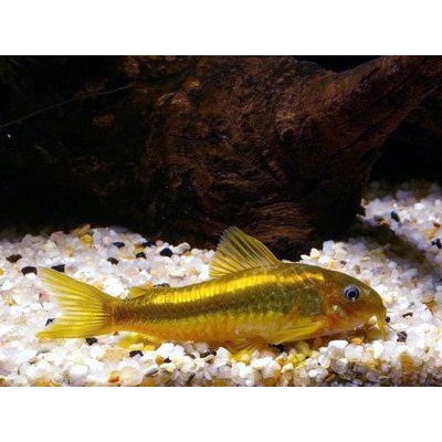 Коридорас Золотистый (аквариумная рыба) Коридорас Золотистый (аквариумная рыба)