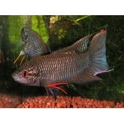 Макропод S (аквариумная рыба)