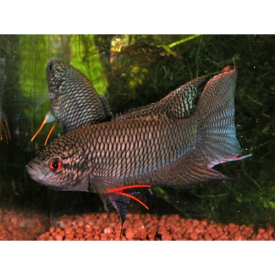 Макропод S (аквариумная рыба) Макропод S (аквариумная рыба)
