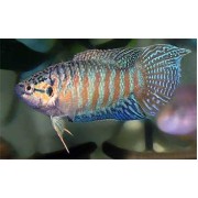 Макропод M (аквариумная рыба)