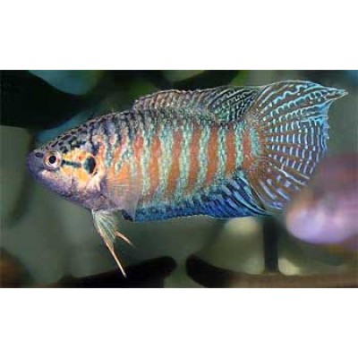 Макропод M (аквариумная рыба) Макропод M (аквариумная рыба)
