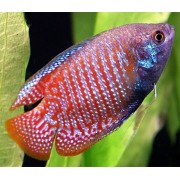 Лялиус (аквариумная рыба)