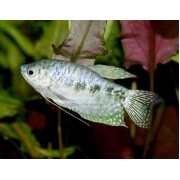 Гурами неоновый красный (Trichogaster trichopterus) 4-5см