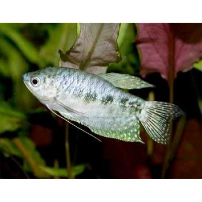 Гурами неоновый красный (Trichogaster trichopterus) 4-5см Гурами неоновый красный (Trichogaster trichopterus) 4-5см