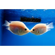 Гурами целующиеся (Helostoma temmincki )