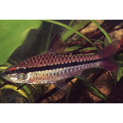 Gloxy "Хумбола Киота" Gloxy "Хумбола Киота"