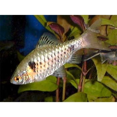 Барбус Алый (аквариумная рыба) Барбус Алый (аквариумная рыба)