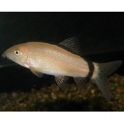 Боция Морлета (Botia morleti)