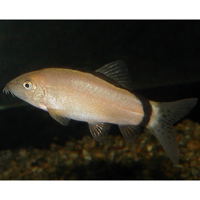 Боция Морлета (Botia morleti) Боция Морлета (Botia morleti)