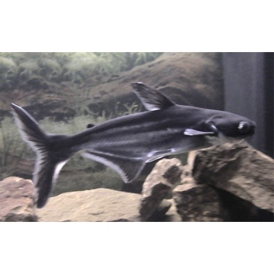 Нилпа "Акваформ" 100 мл на 200л. (кондиционер от эктопаразитов рыб) Нилпа "Акваформ" 100 мл на 200л. (кондиционер от эктопаразитов рыб)