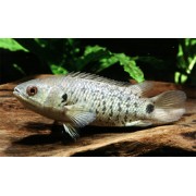 Анабас или рыба-ползун (Anabas testudineus)