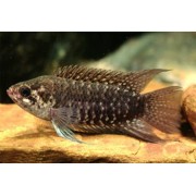 Ктенопома восьмиполосая (Ctenopoma fasciolatum, Microctenopoma fasciolatum)