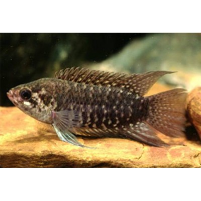 Ктенопома восьмиполосая (Ctenopoma fasciolatum, Microctenopoma fasciolatum) Ктенопома восьмиполосая (Ctenopoma fasciolatum, Microctenopoma fasciolatum)