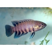 Ктенопома карликовая, ложная красноштриховая (Ctenopoma nanum, Microctenopoma nanum)