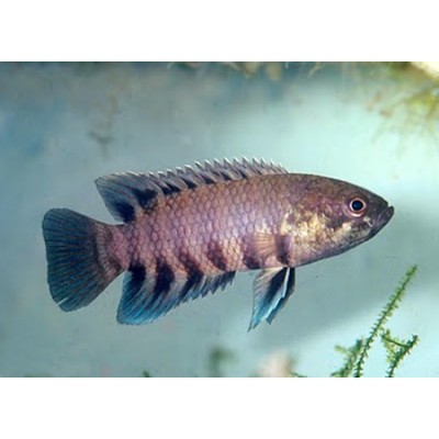 Ктенопома карликовая, ложная красноштриховая (Ctenopoma nanum, Microctenopoma nanum) Ктенопома карликовая, ложная красноштриховая (Ctenopoma nanum, Microctenopoma nanum)