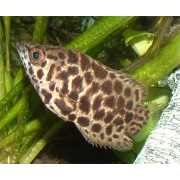 Ктенопома пятнистая (Ctenopoma acutirostre)