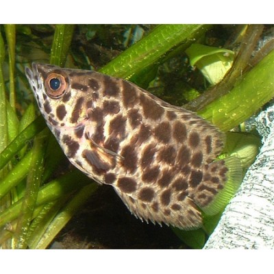 Ктенопома пятнистая (Ctenopoma acutirostre) Ктенопома пятнистая (Ctenopoma acutirostre)