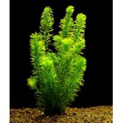 Эгерия (Egeria najas)