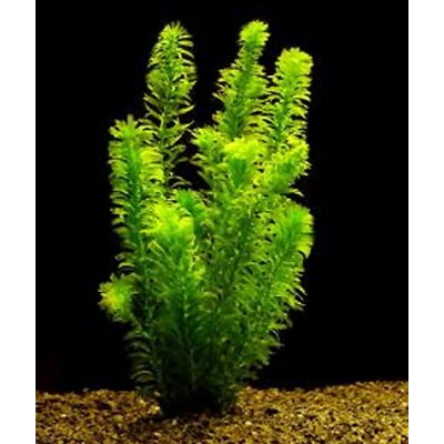 Эгерия (Egeria najas) Эгерия (Egeria najas)