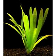 Стрелолист широколистный (Sagittaria platyphylla) Размер S