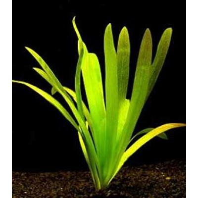 Стрелолист широколистный (Sagittaria platyphylla) Размер S Стрелолист широколистный (Sagittaria platyphylla) Размер S