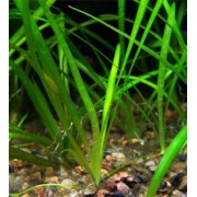 Стрелолист шиловидный (Sagittaria subulata)