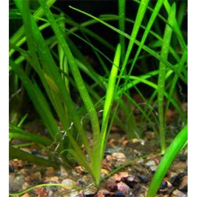 Стрелолист шиловидный (Sagittaria subulata) Стрелолист шиловидный (Sagittaria subulata)