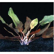 Криптокорина сердцевидная (Cryptocoryne cordata)