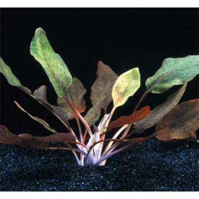Криптокорина сердцевидная (Cryptocoryne cordata) Криптокорина сердцевидная (Cryptocoryne cordata)