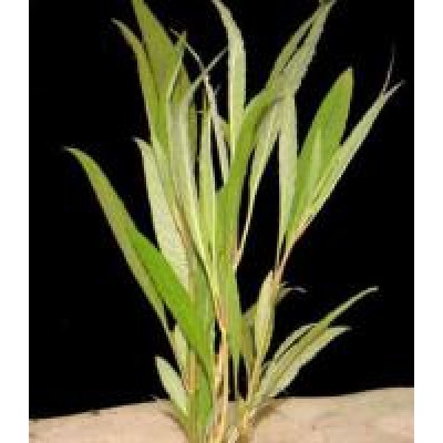 Гигрофила узколистная (Hygrophila angustifolia) Гигрофила узколистная (Hygrophila angustifolia)