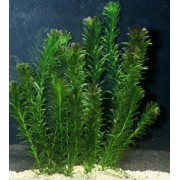 Элодея канадская  (Elodea canadensis)